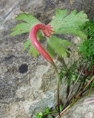 Geranium atlanticum