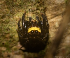 Papuaneon