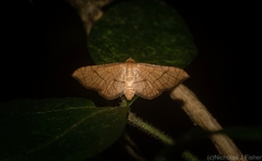 Hypolamprus ypsilon