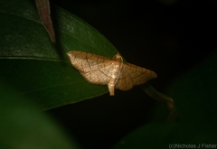 Hypolamprus ypsilon
