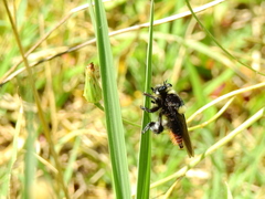 Mallophora ruficauda