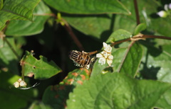 Eristalinus arvorum