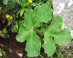 Magydaris pastinacea