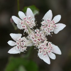 Xanthosia rotundifolia