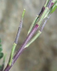 Rhamphospermum pubescens