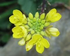 Rhamphospermum pubescens