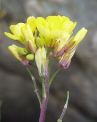Rhamphospermum pubescens