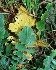 Rhamphospermum pubescens