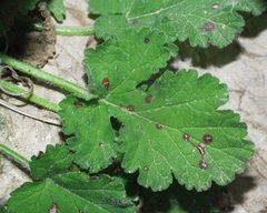 Erodium battandieranum