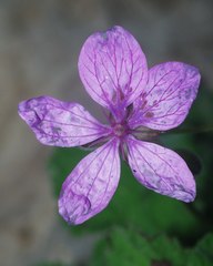 Erodium battandieranum