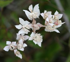 Xanthosia rotundifolia