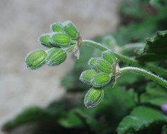 Erodium battandieranum