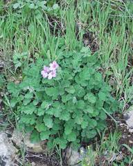 Erodium battandieranum