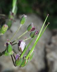 Erodium battandieranum