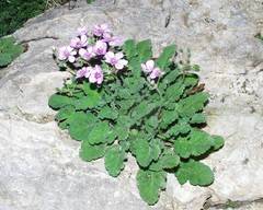 Erodium battandieranum