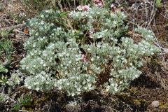 Minuartia glomerata