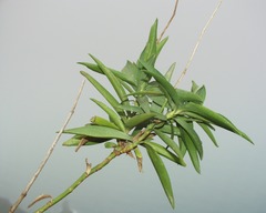 Bupleurum plantagineum