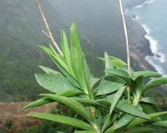 Bupleurum plantagineum