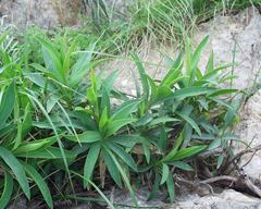 Bupleurum plantagineum