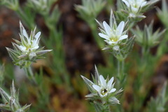 Minuartia glomerata