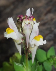 Linaria triphylla
