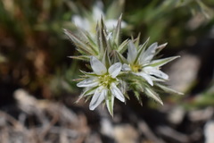 Minuartia glomerata