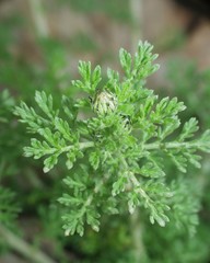 Anthemis punctata kabylica