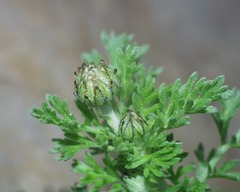 Anthemis punctata kabylica
