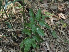 Pteris arisanensis
