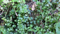 Crassula nemorosa