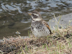 Turdus eunomus