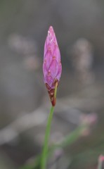 Johnsonia teretifolia