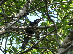 Eudynamys orientalis cyanocephalus