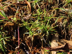 Eriocaulon truncatum