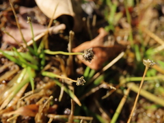 Eriocaulon truncatum
