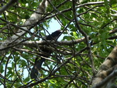 Eudynamys orientalis cyanocephalus