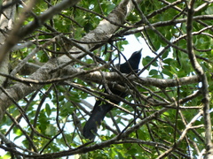 Eudynamys orientalis cyanocephalus