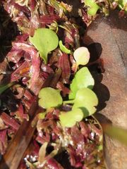 Utricularia tricolor