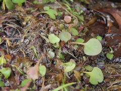 Utricularia tricolor