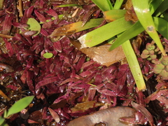 Utricularia smithiana