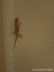 Hemidactylus turcicus