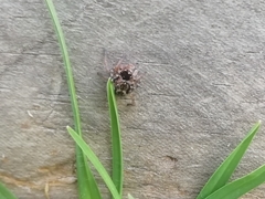 Maratus griseus