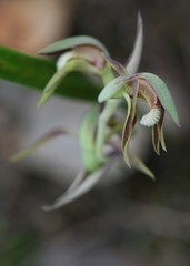 Lyperanthus serratus