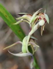 Lyperanthus serratus