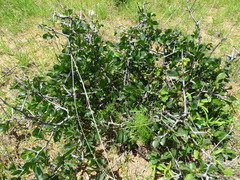 Commiphora pyracanthoides