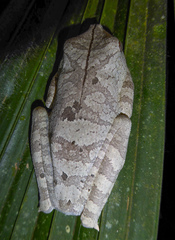Giant Gladiator Treefrog photo 3