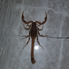 Uroplectes planimanus