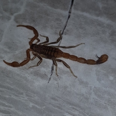 Uroplectes planimanus