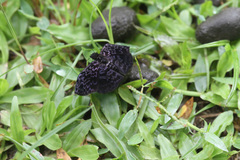 Cycloglypha thrasibulus