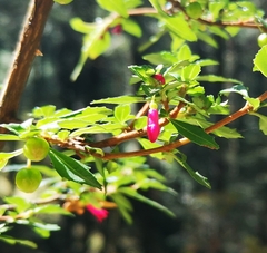 Fuchsia microphylla